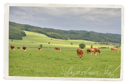 Aufzucht Fleckvieh-Kalbinnen vom Schneiderbauer-Hof